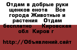 Отдам в добрые руки щенков енота. - Все города Животные и растения » Отдам бесплатно   . Кировская обл.,Киров г.